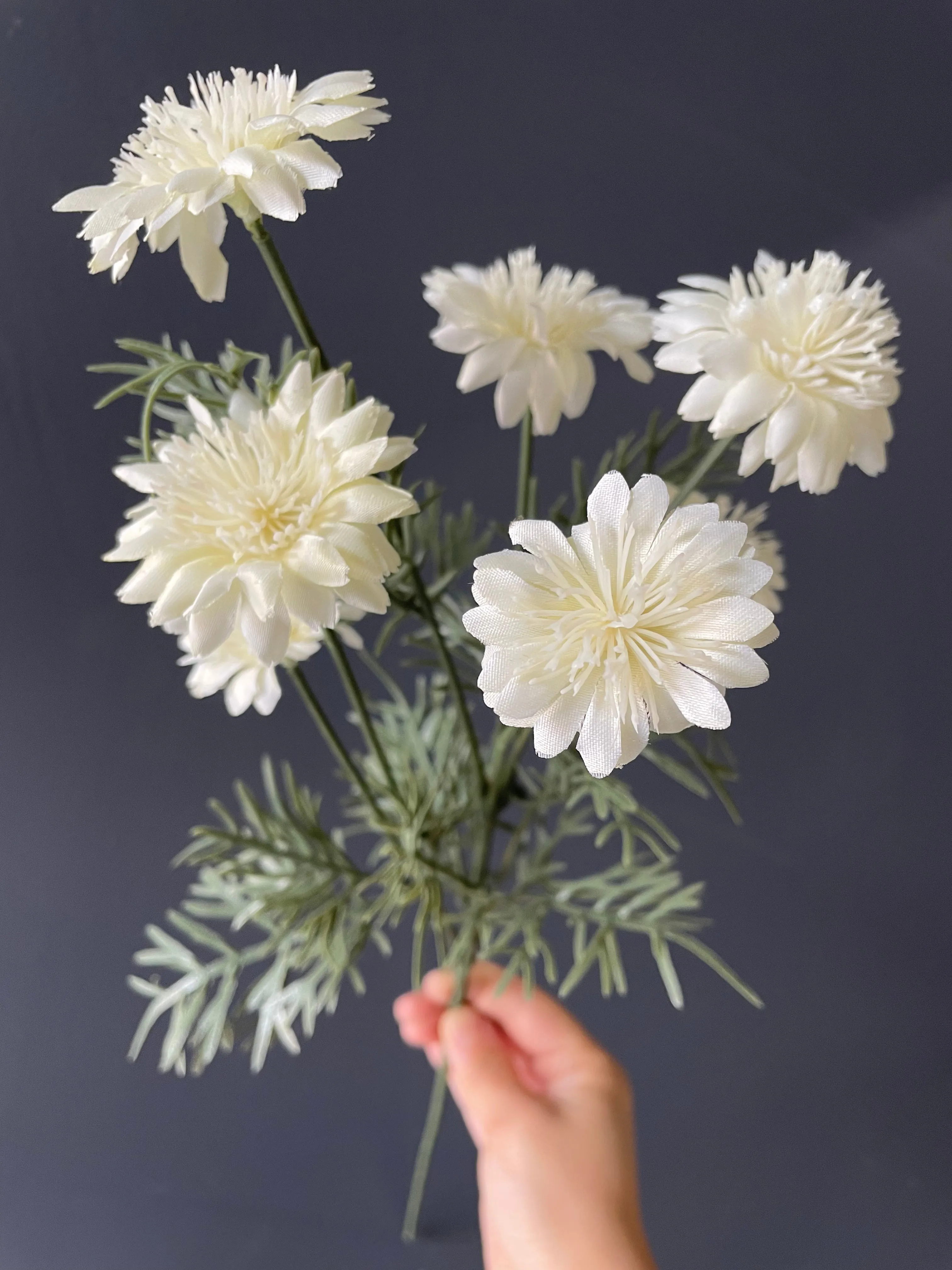 Cream wild Cross cosmos chrysanthemum daisy SUN FLOWER family white